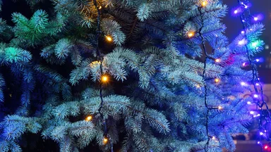 Чистый город после праздника: простые шаги для утилизации новогодних отходов