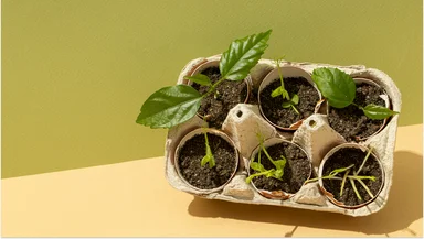 Как уберечь рассаду от заморозков: советы дачникам