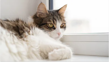 Инстинкт охотника: почему кошки любят сидеть на подоконнике