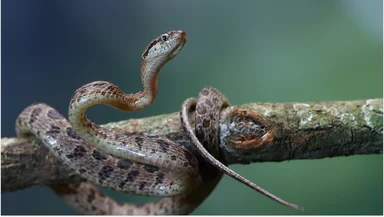 В Подмосковье начались «змеиные свадьбы»: как вести себя при встрече с гадюкой