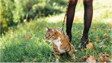 Ветеринар объяснила, как подготовить кошку к прогулкам на улице